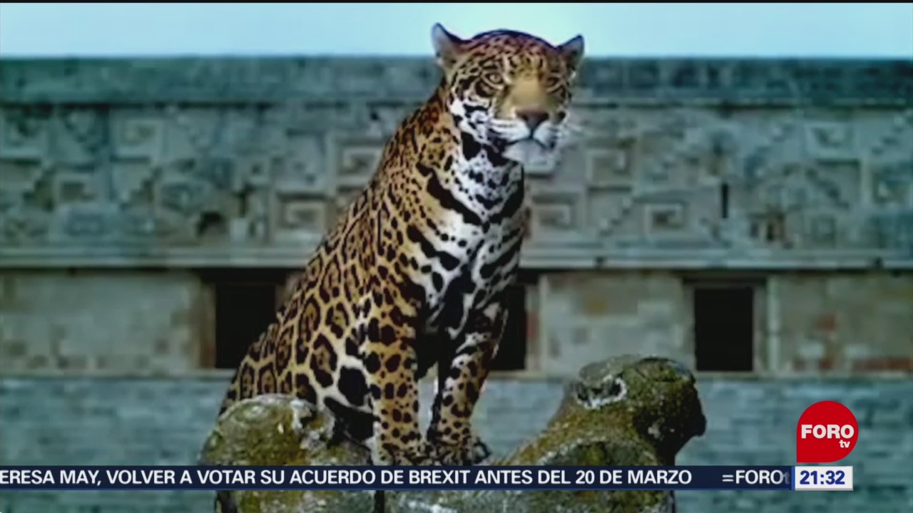 Foto: Jaguar Riesgo Tren Maya Ambientalistas 13 de Marzo 2019