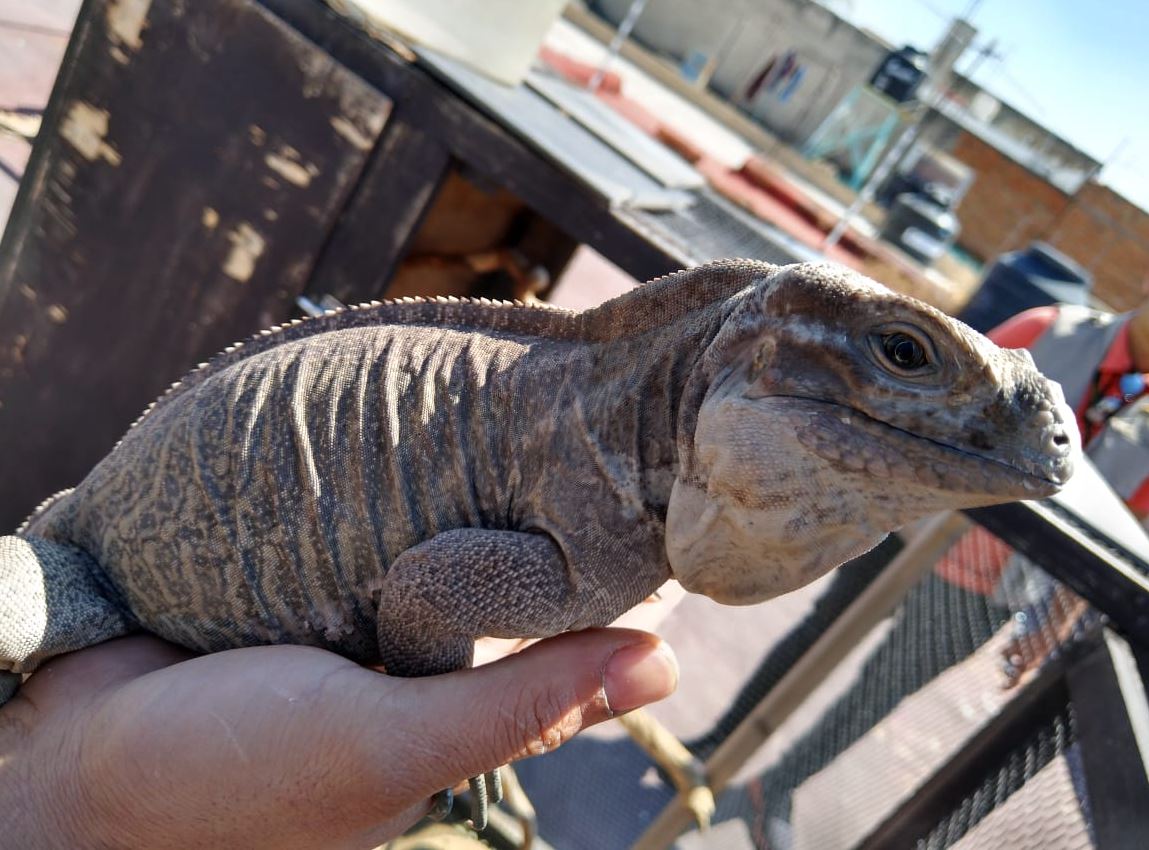 Foto: La iguana cornuda es una especie en peligro de extinción, el 23 de marzo de 2019 (Twitter @PROFEPA_Mx)