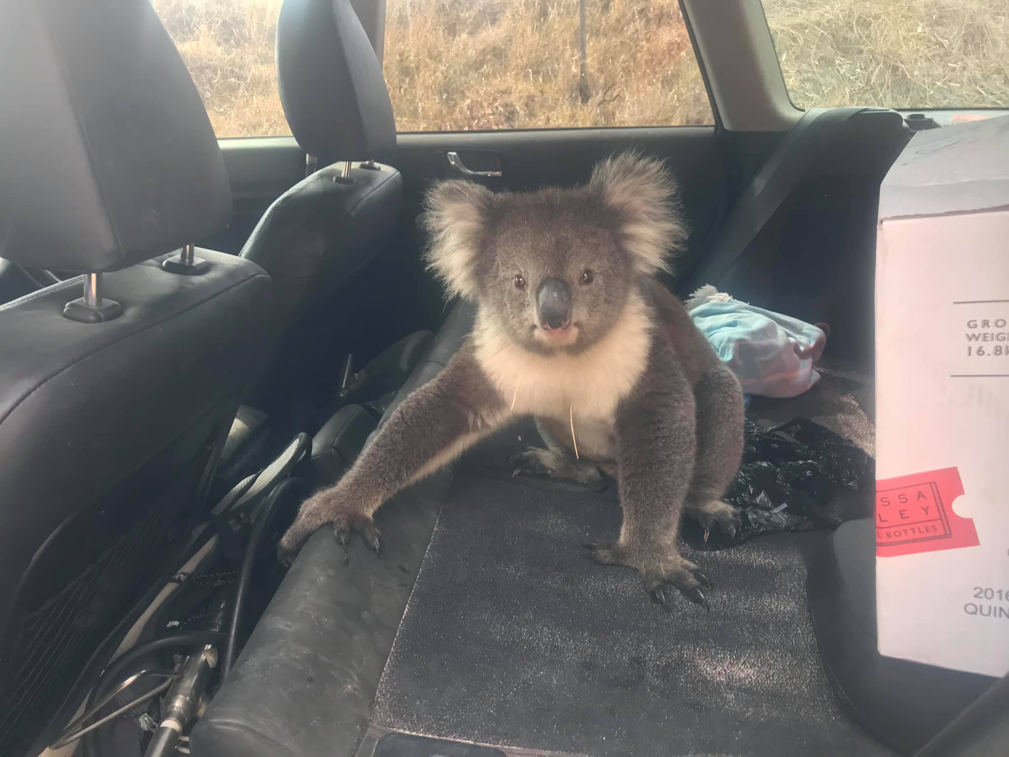 Fotos y videos: Koala acalorado se refugia en carro con aire acondicionado
