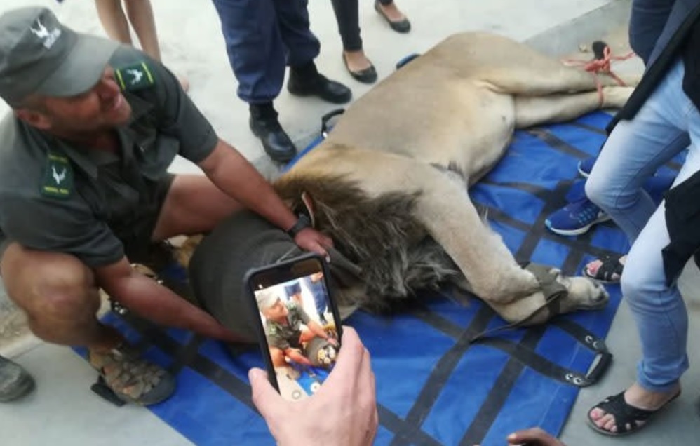 Capturan y encarcelan a león que llevaba prófugo un mes en Sudáfrica