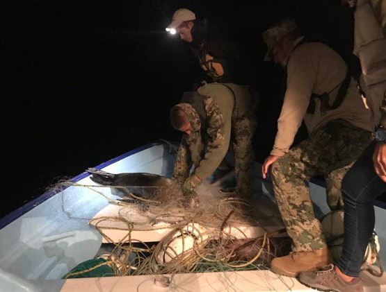 crias de lobos marinos mueren atrapados en red de pesca en bcs