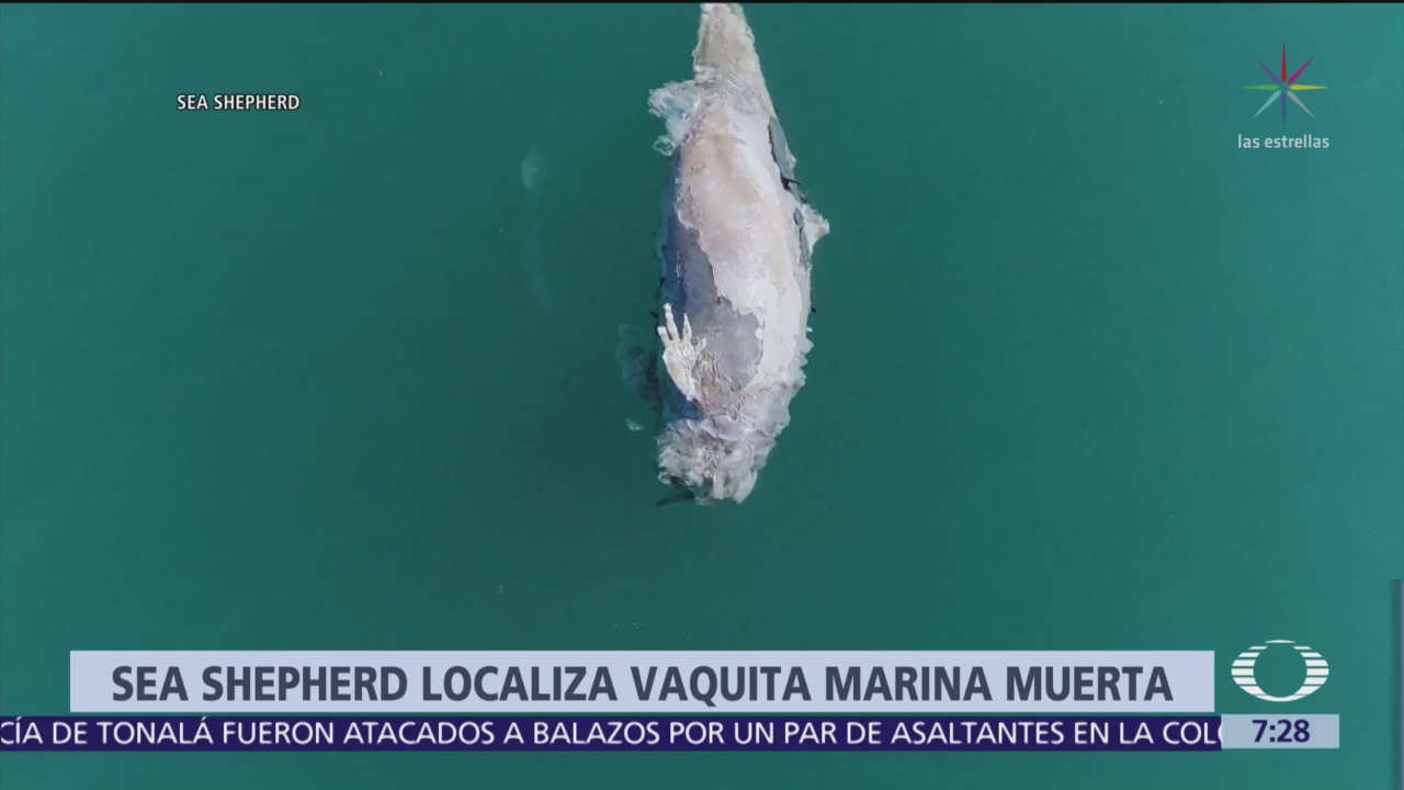 Localizan una vaquita marina muerta en Alto Golfo de California