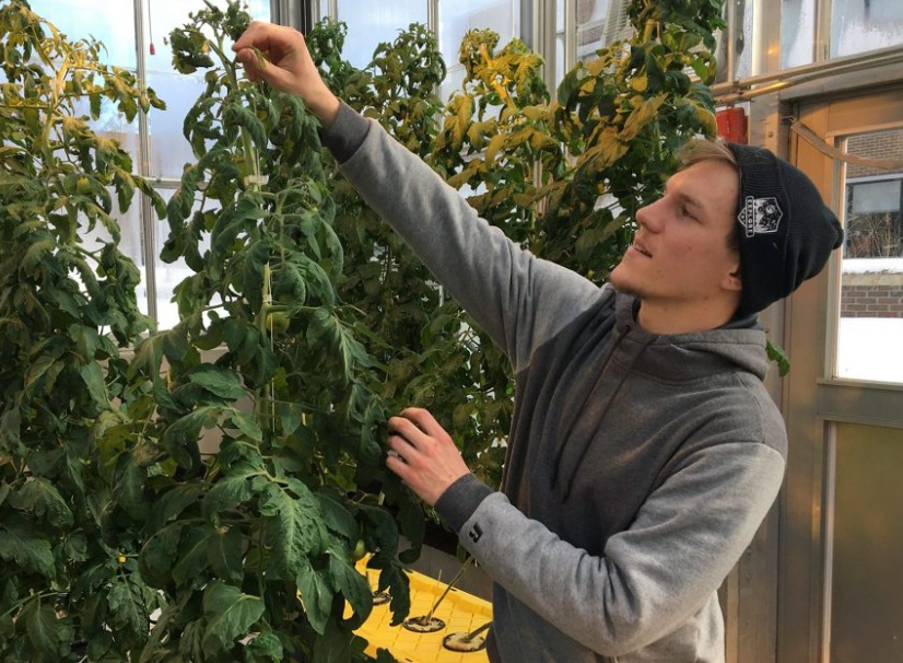 Foto: Colton Welch, estudiante de tercer año de la Universidad Estatal de Nueva York cuida plantas hidropónicas que proporcionarán datos aplicables al cultivo de cannabis, marzo 4 de 2019 (AP)