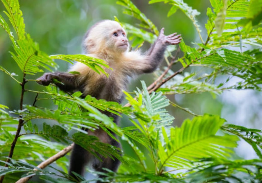 Monos capuchino, maicero y aullador rojo, identificados como portadores del zika