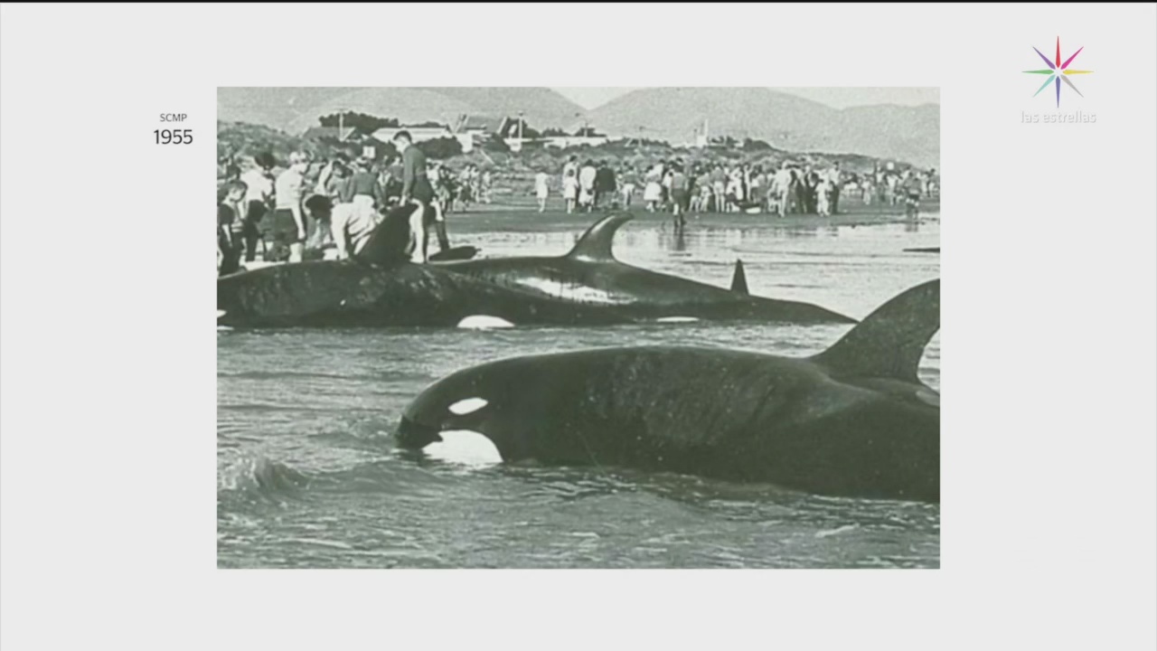 Foto: Orcas Encontradas Chile Nueva Especie 11 de Marzo 2019