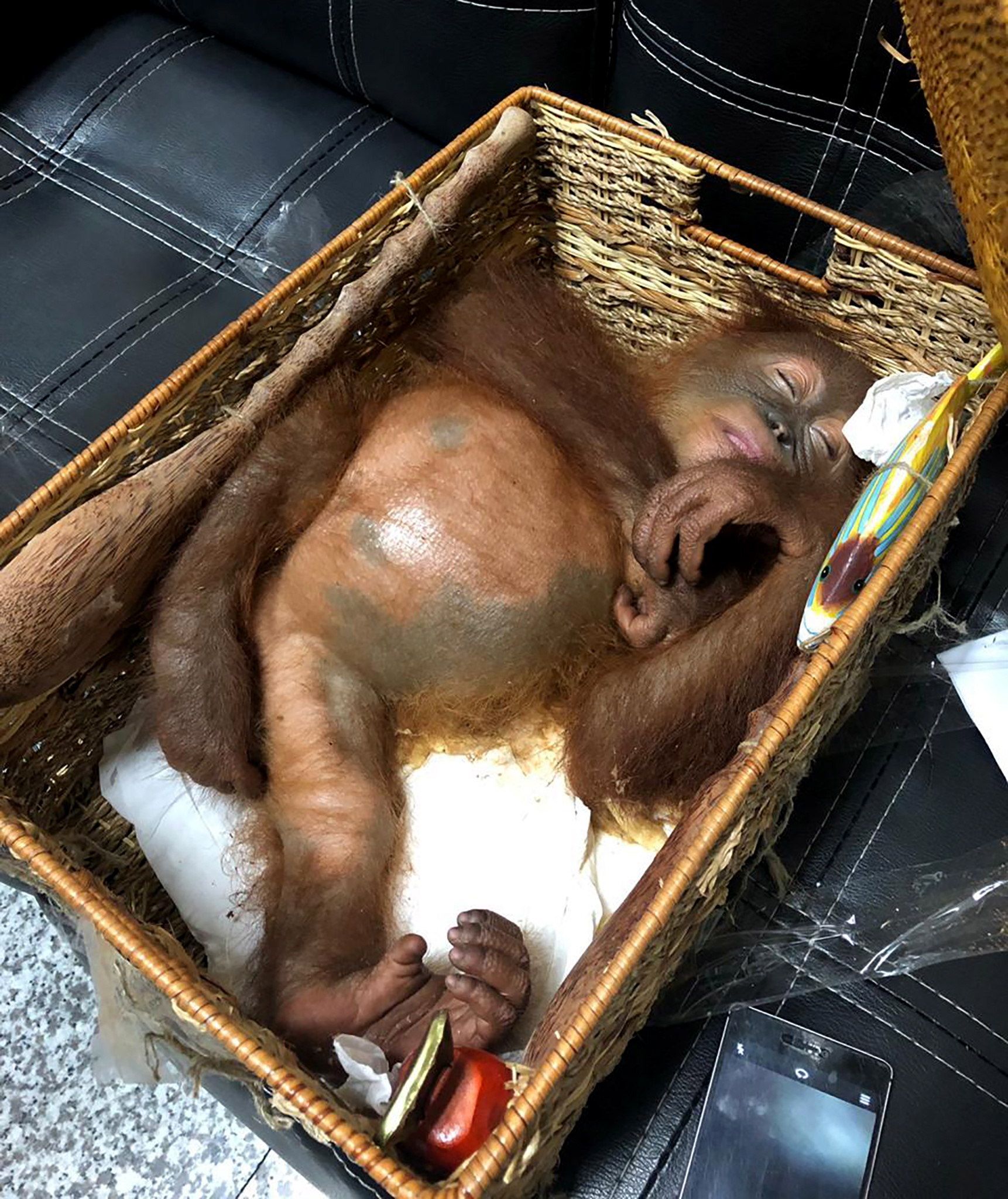 Fotos: Turista ruso intenta contrabandear un orangután en una canasta en Indonesia