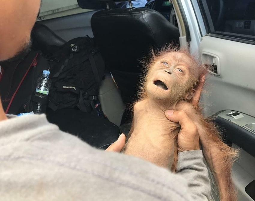 El rescate de 'Hope', la orangutana acribillada con 74 perdigones en Indonesia