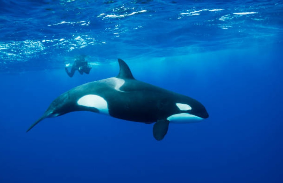 Descubren nueva y misteriosa subespecie de orca en el sur de Chile