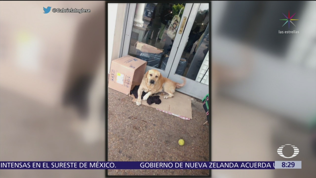 FOTO: Perro espera afuera de hospital a dueño muerto, 18 marzo 2019