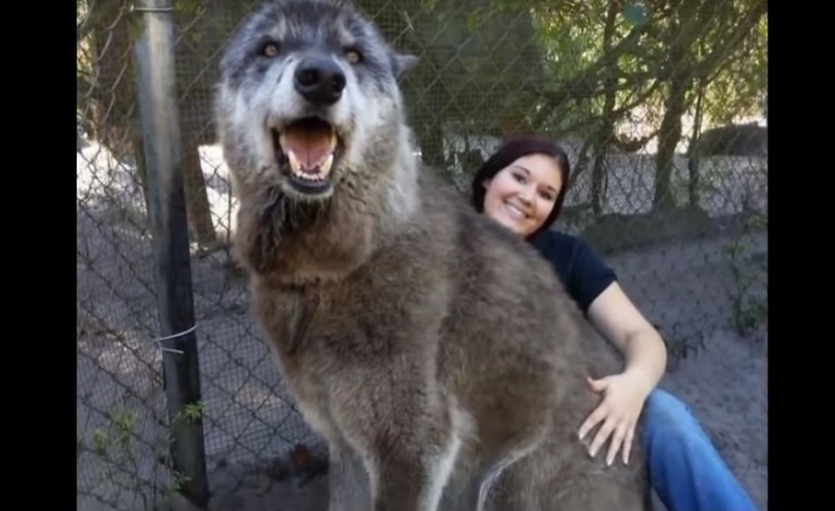 VIDEO: Perro lobo gigante de 1.65 metros con enfermedad terminal requiere donativos