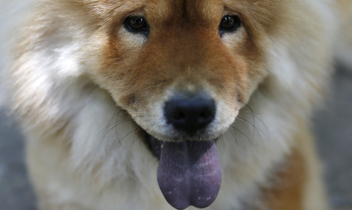 ¿Por qué hay razas de perros con lengua azul?
