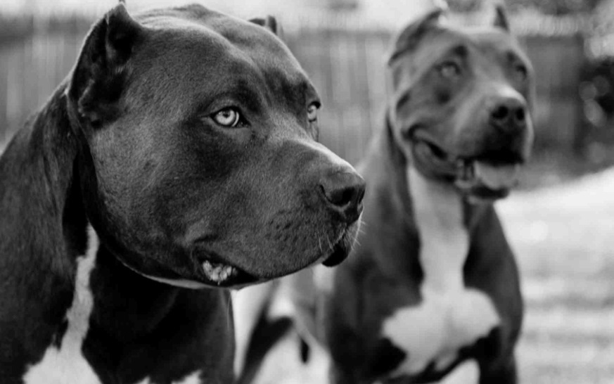 Foto: Perros encerrados matan a su dueña en Texas, se trataba de dos pit bull terriers marzo 24 de 2019 (Archivo/ Pinterest: Wallpaper Canyon)