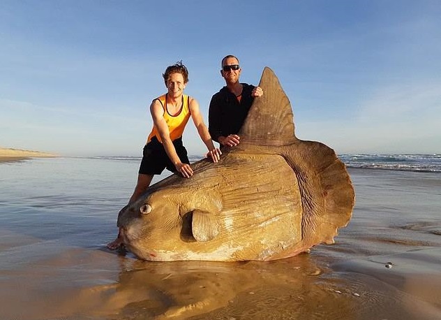 Fotos y video: Encuentran pez luna gigante en Australia