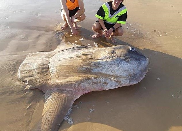 foto pez luna gigante australia