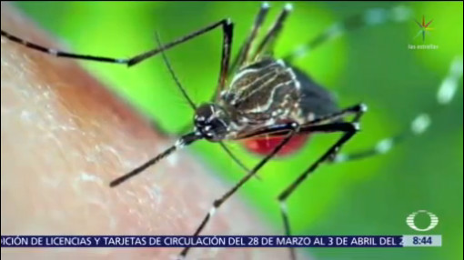 ¿Qué peligros puede causar el piquete de un mosquito?