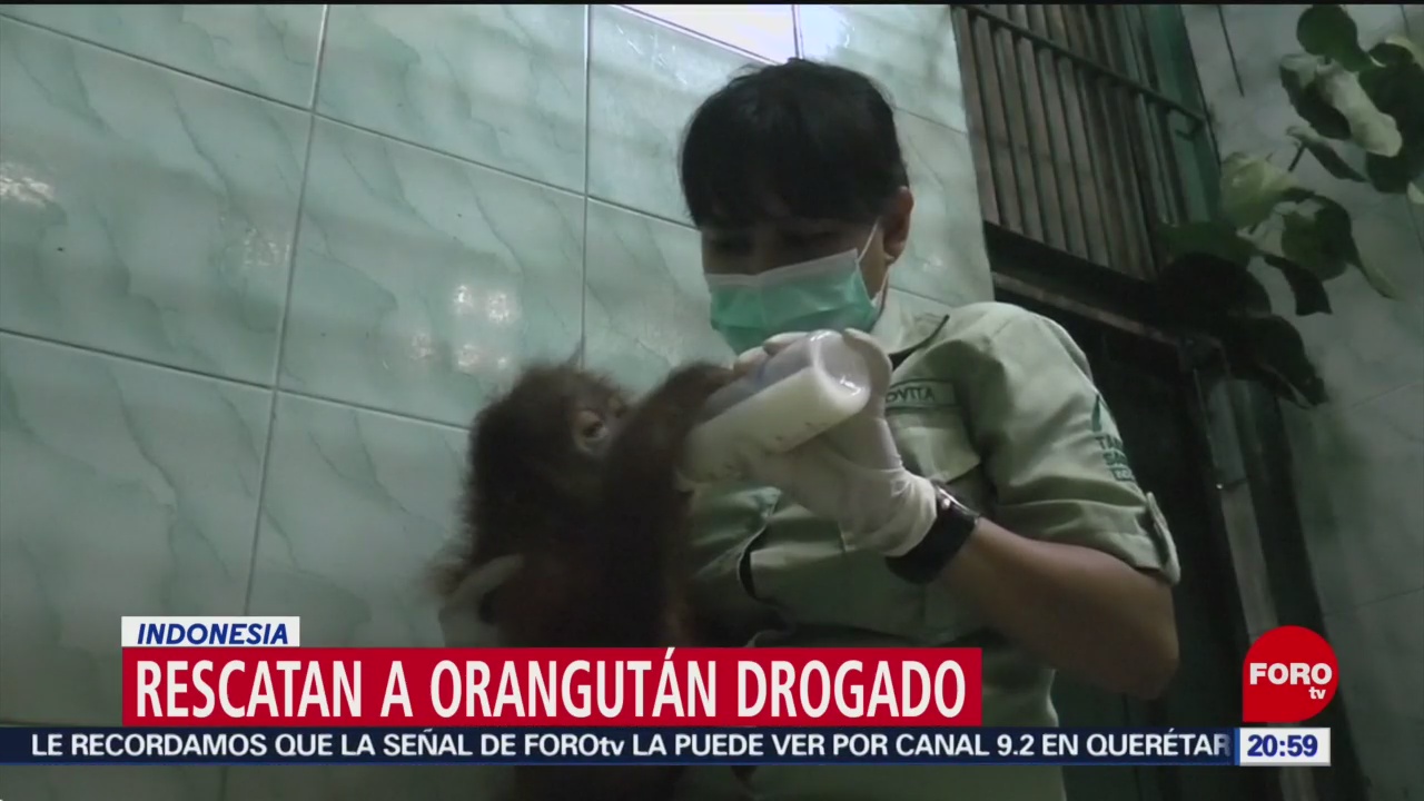 FOTO:Rescatan a orangután drogado en Indonesia, 23 Marzo 2019