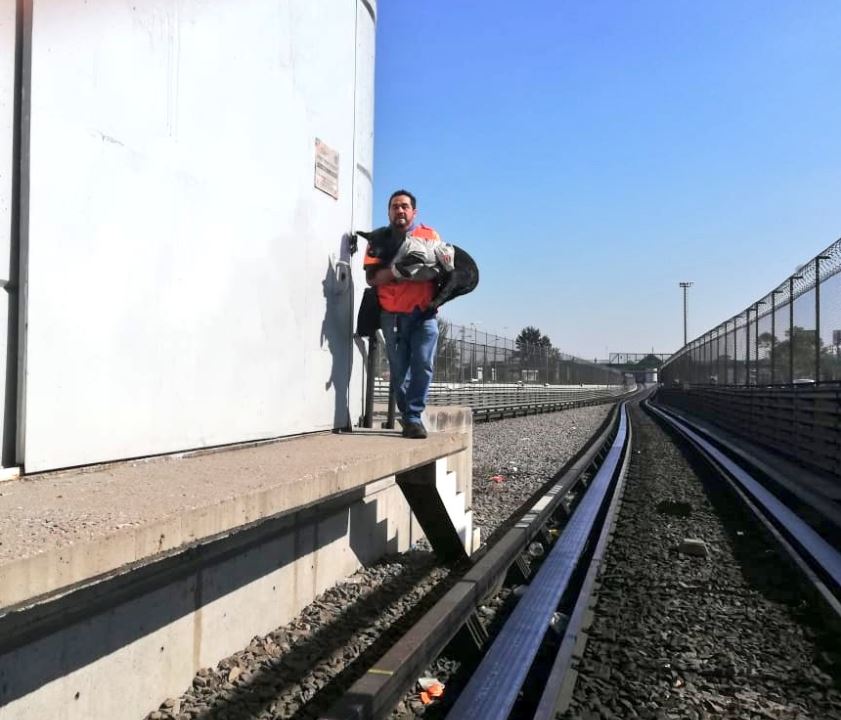 Rescatan a perro en las vías del Metro Impulsora