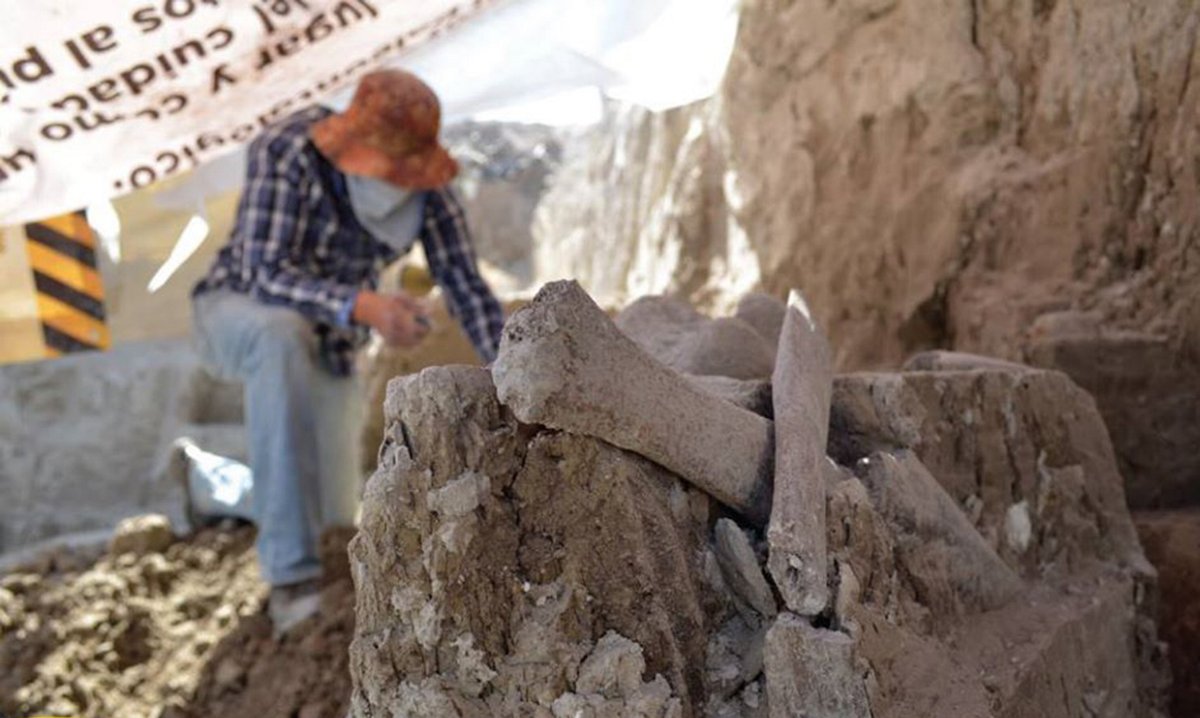 foto Encuentran más restos de mamut en Tultepec 13 marzo 2019