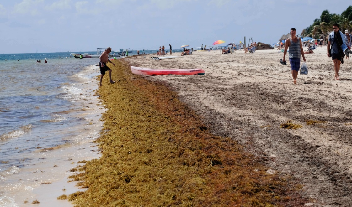 Realizan brigadas de limpieza de sargazo en costas de Yucatán