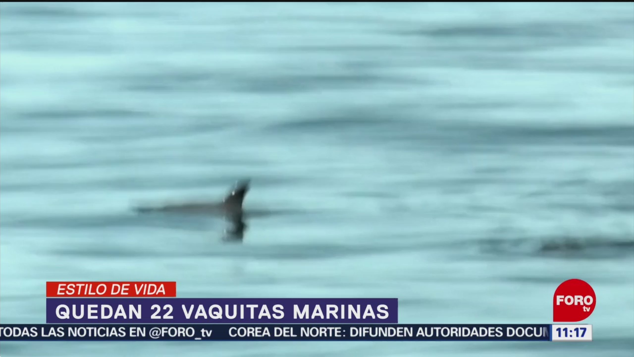 Solo 22 vaquitas marinas sobreviven en aguas mexicanas