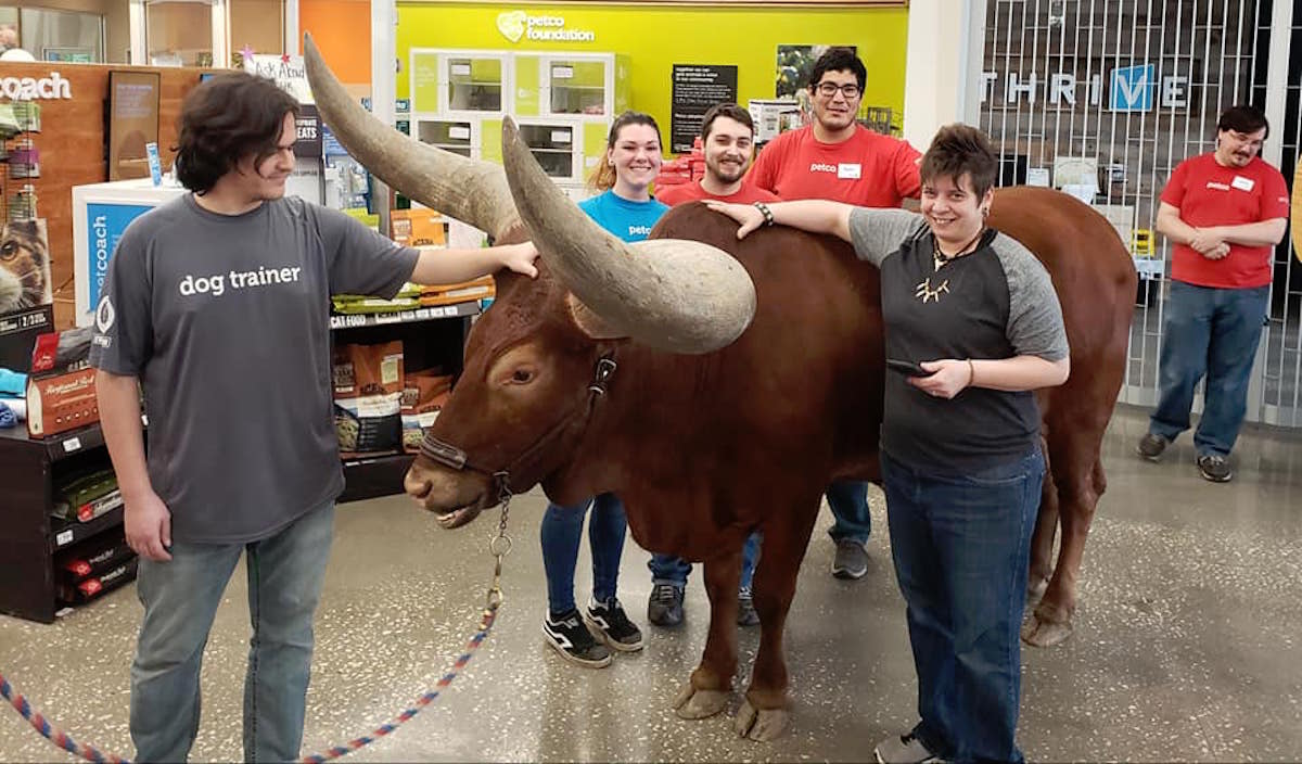 VIDEO: Llevan a enorme toro a tienda de mascotas