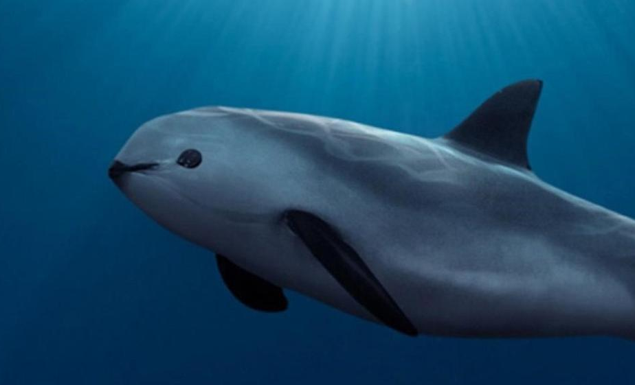 Vaquita marina podría desaparecer en sexenio de AMLO, advierte CIRVA