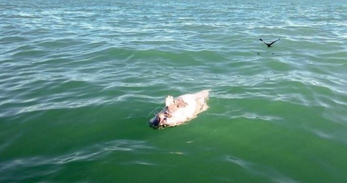 Localizan cadáver de vaquita marina atrapado en red para pesca de totoaba