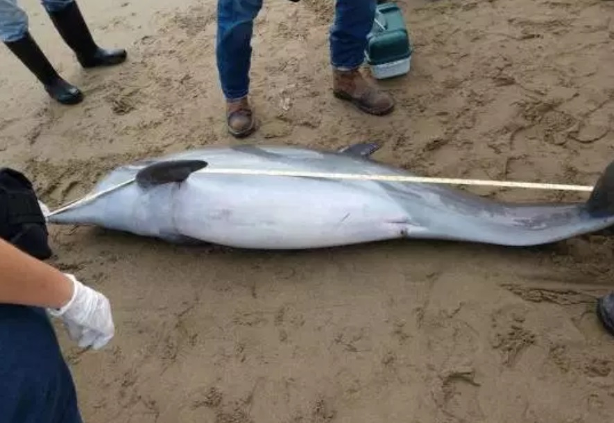 Foto: Elementos de Protección Civil Municipal hallan un delfín muerto en playas de Coatzacoalcos, Veracruz a la altura de la colonia Dunas, marzo 9 de 2019(Foto: costaveracruz.net)