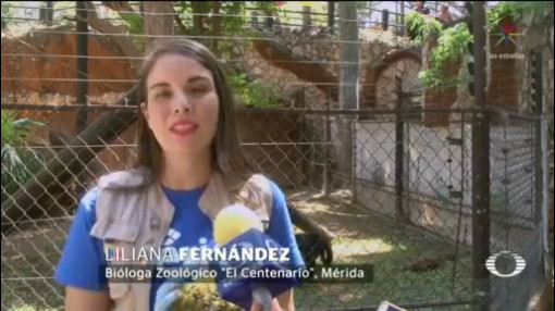 FOTO: Veterinarios de Mérida refrescan a animalitos con paletas heladas, 8 marzo 2019