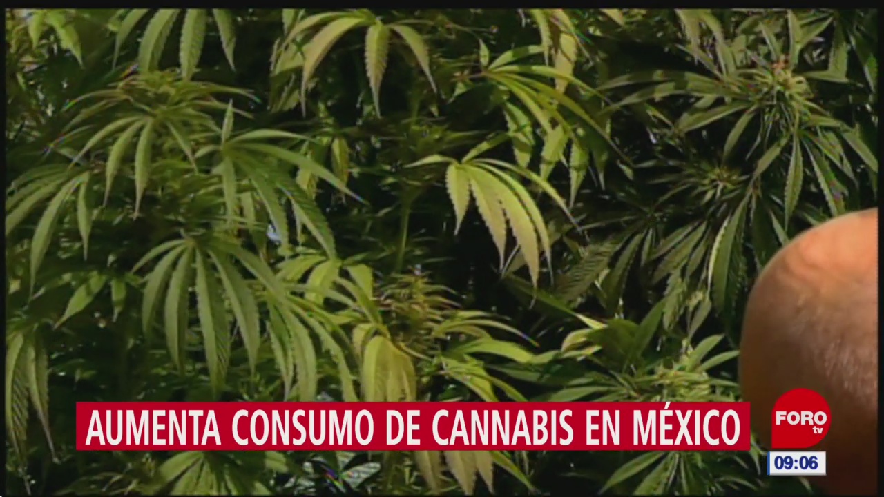 Aumenta consumo de marihuana en México