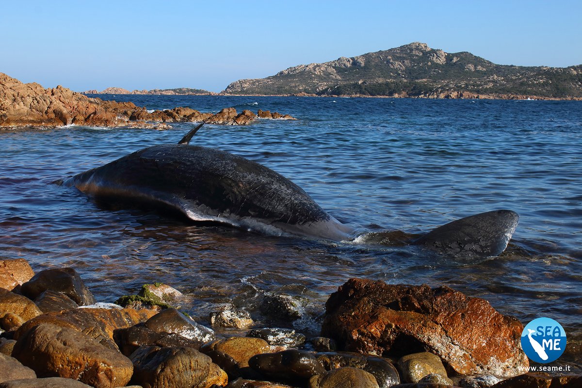 Encuentran muerta a ballena embarazada con plástico en el estómago