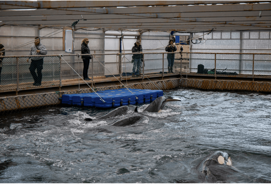 Rusia liberará a ballenas y orcas tras la mediación de Cousteau