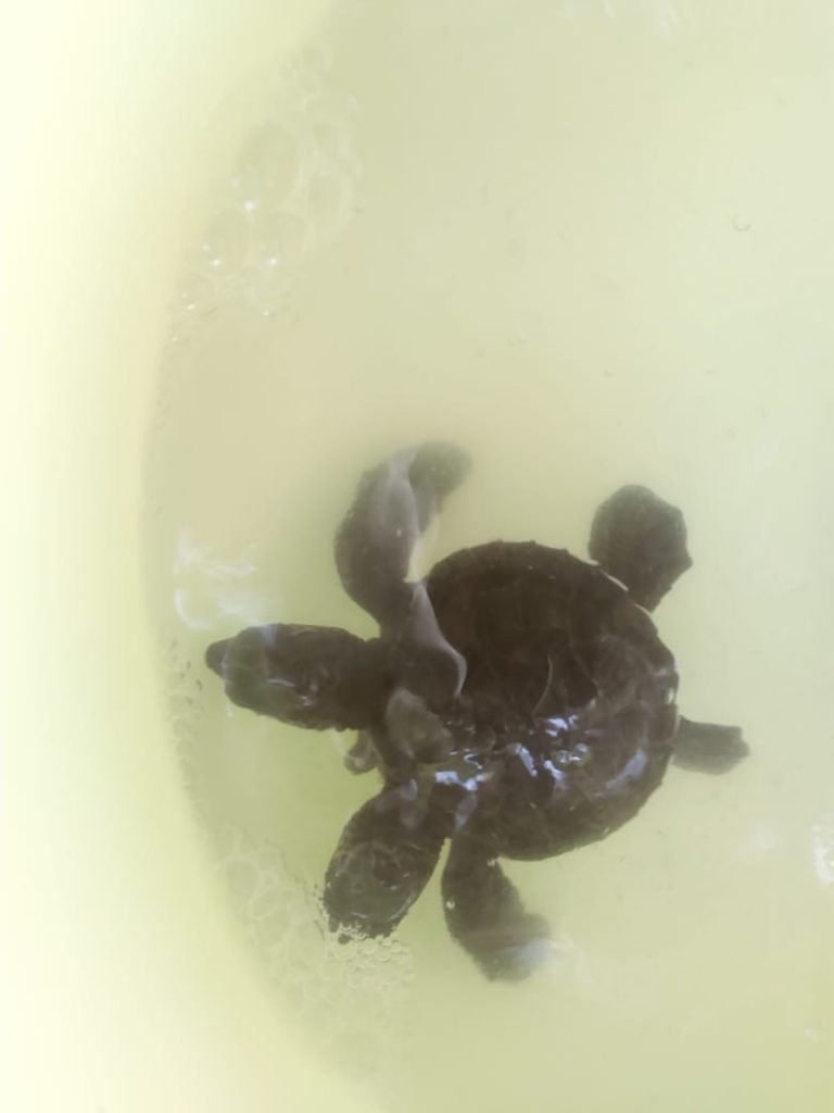 Bautista Parra conserva a la tortuga en un recipiente con agua de mar y la alimenta constantemente con carne de pescado (Quadratin)