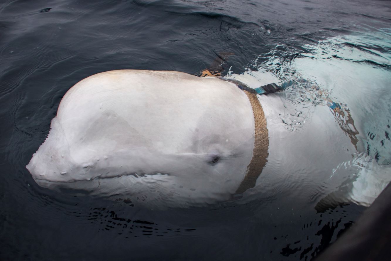 Beluga con arnés militar ruso aparece en aguas de Noruega