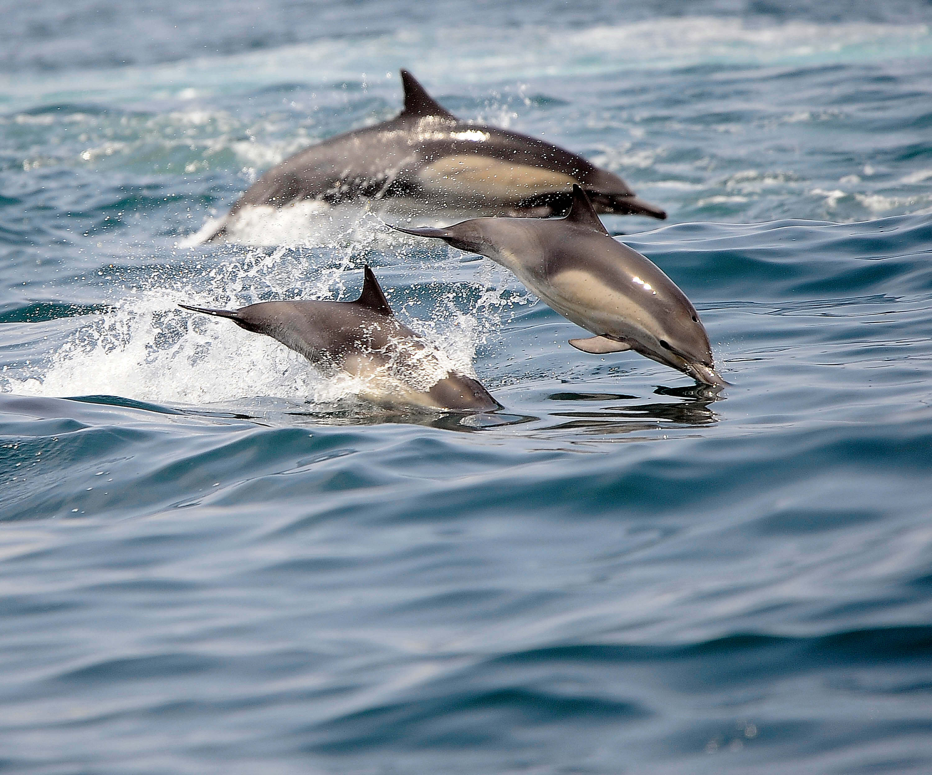 Buzos perdidos afirman que delfines los acompañaron (AP)