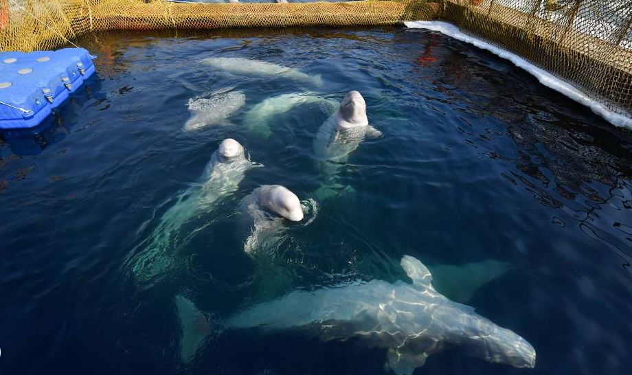 Foto: Rusia propone liberar a cetáceos de la mayor 'cárcel de ballenas', 4 abril 2019