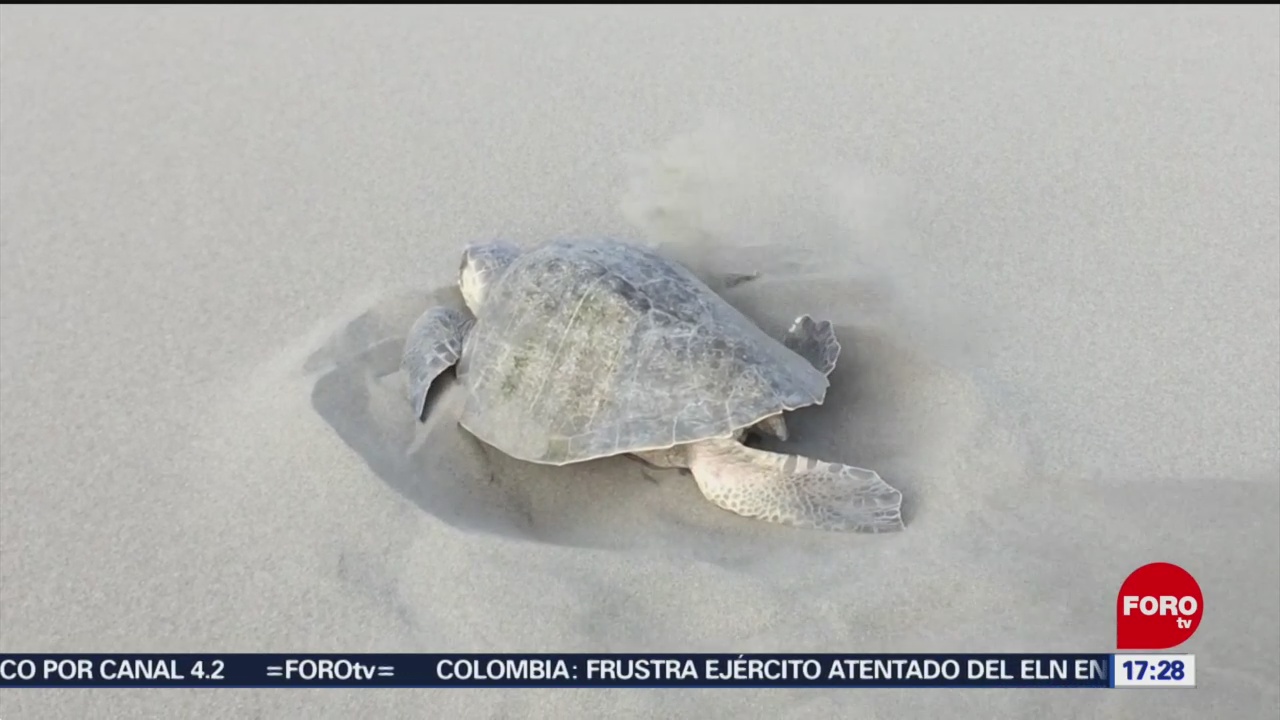 FOTO: Crean corrales para preservar a la tortuga marina en Chiapas, 21 ABRIL 2019