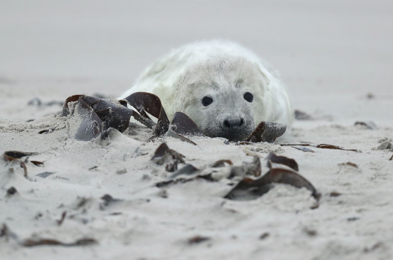 Cacería de focas continúa en Canadá; PETA llama a detenerla