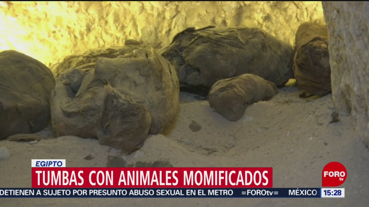 FOTO: Descubren decenas de ratones momificados en antigua tumba en Egipto, 7 de abril 2019