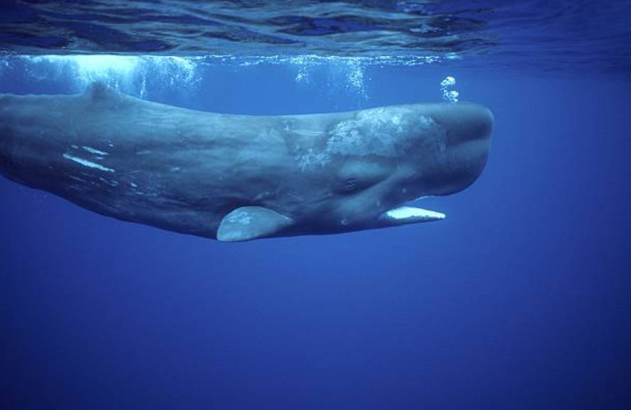 El cachalote, un gigante del mar que puede sumergirse a 2 mil metros de profundidad – N+