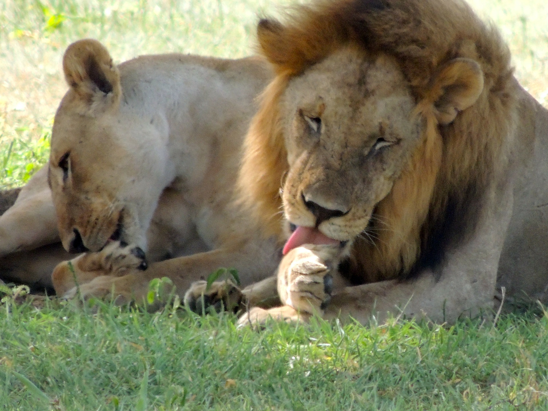 Elefante mata a cazador furtivo y su cuerpo es devorado por manada de leones