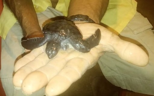 Encuentran tortuga de dos cabezas en playa de Michoacán