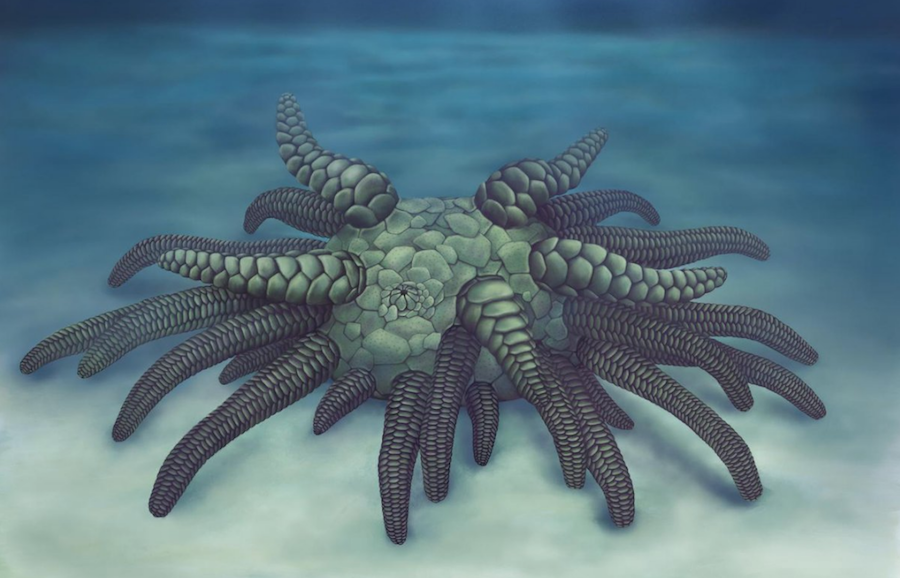 Foto Descubren fósil de "Cthulhu" marino con 45 tentáculos blindados 11 abril 2019