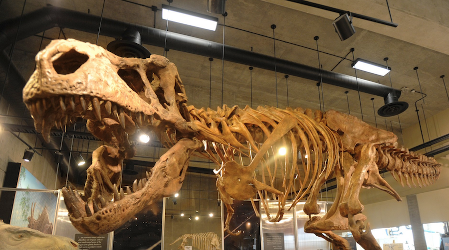 Foto Presentan el fósil de T-Rex más grande del mundo 2 abril 2019
