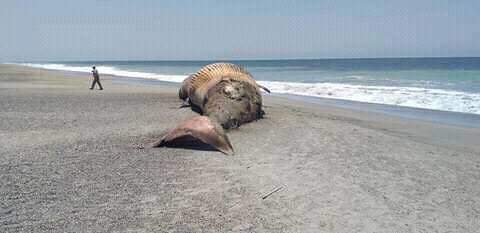 Foto: Una ballena apareció muerta en la playa La Tuza de Monroy, en Jamiltepec, Oaxaca.