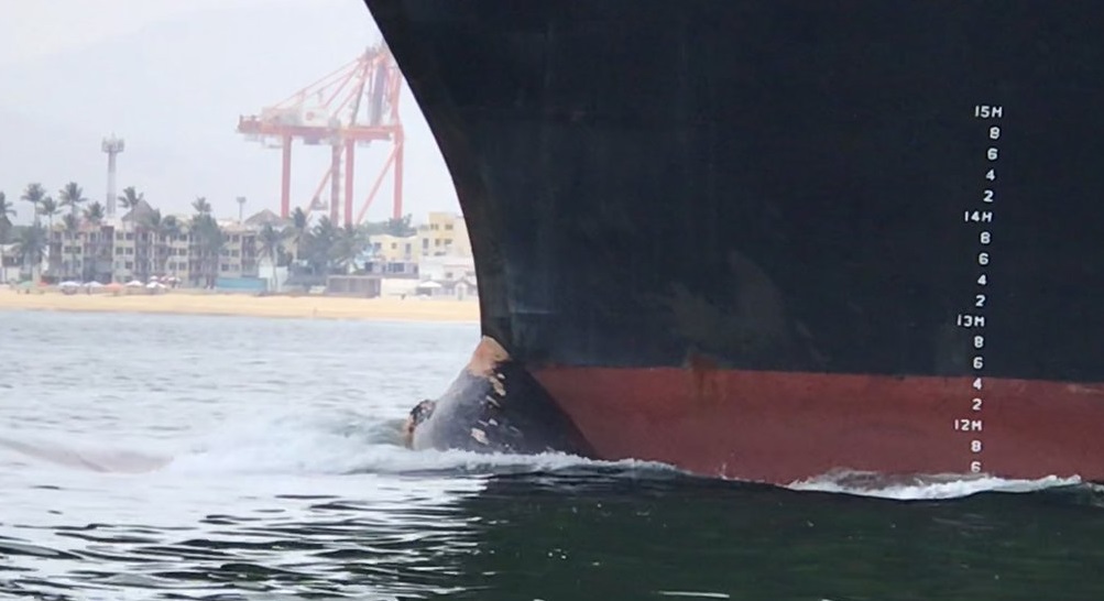 Foto: Una ballena azul quedó atorada en la punta de un barco portacontenedores. El 24 de abril de 2019
