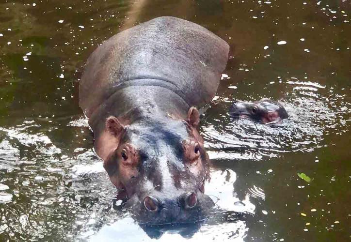 Hipopótamo del Nilo nace en zoológico de Yucatán