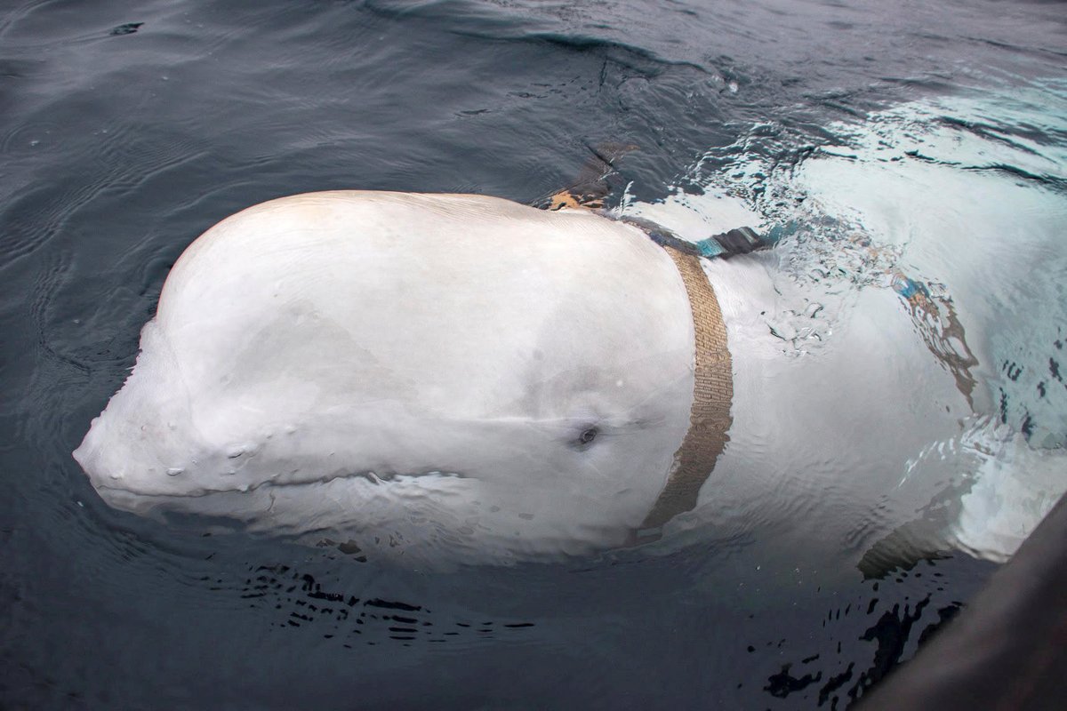 Foto: Pescadores noruegos hallaron una ballena beluga portando un arnés ruso