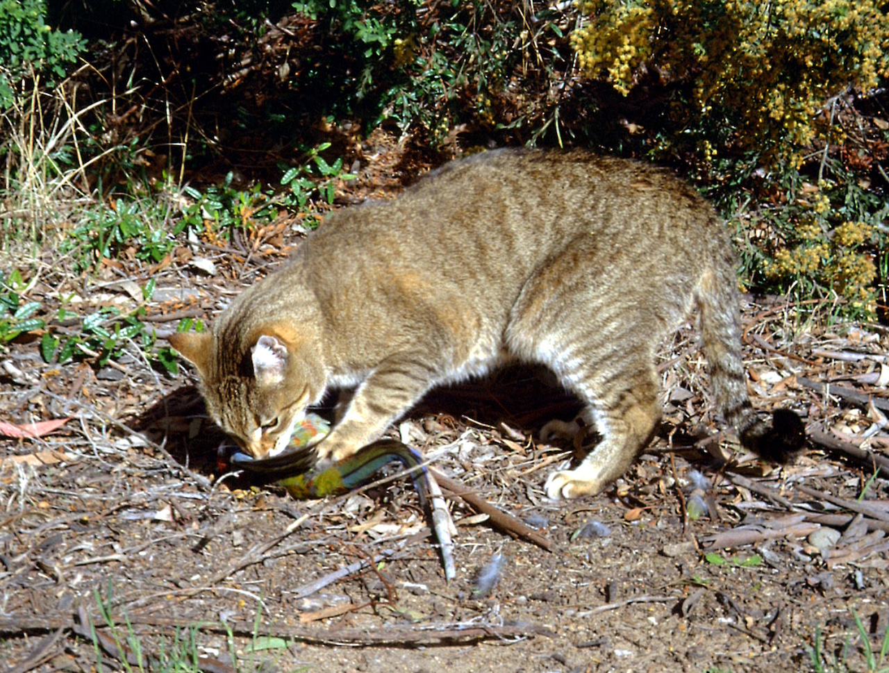 gatos-ferales-especies-nativas-exterminio-Australia