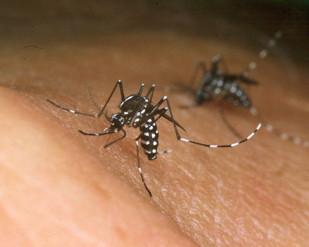 foto ¿En qué lugares del mundo no hay mosquitos? 29 de junio de 2001
